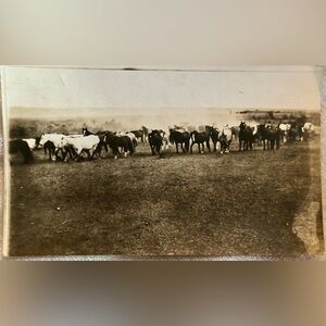 Rare Vintage 1917 Wild Horse Stampede Canada RPPC Picture Postcard VGC